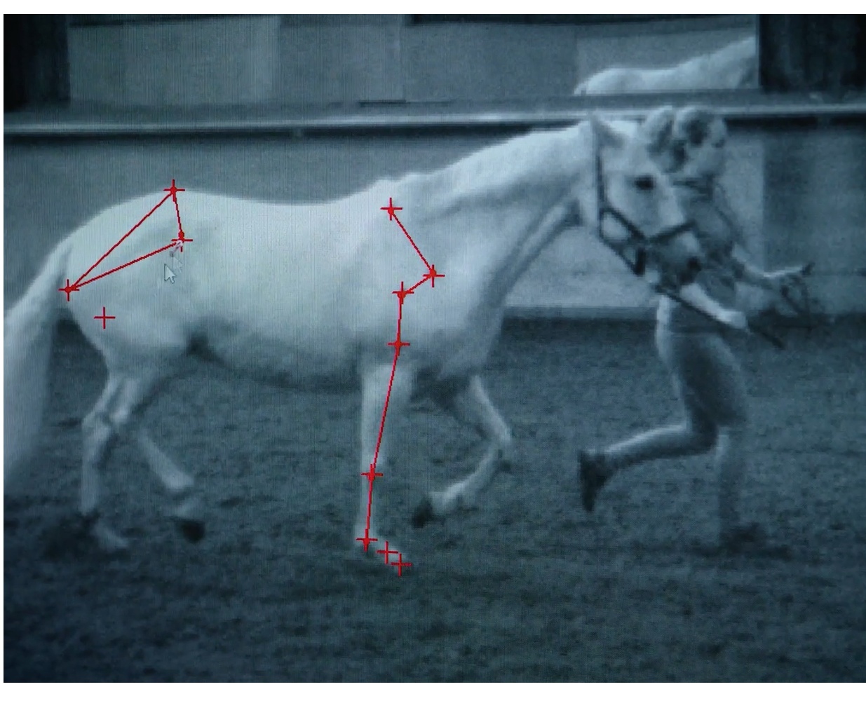 Slow-motion analysis footage of a horse with skeletal joint tracking lines.